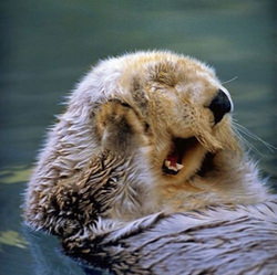 顔を手で触っているラッコのかわいい画像